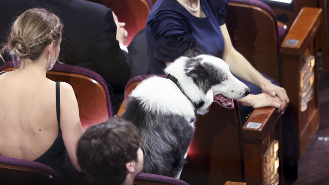 Pies wśród gości zaproszonych na Oscary. 