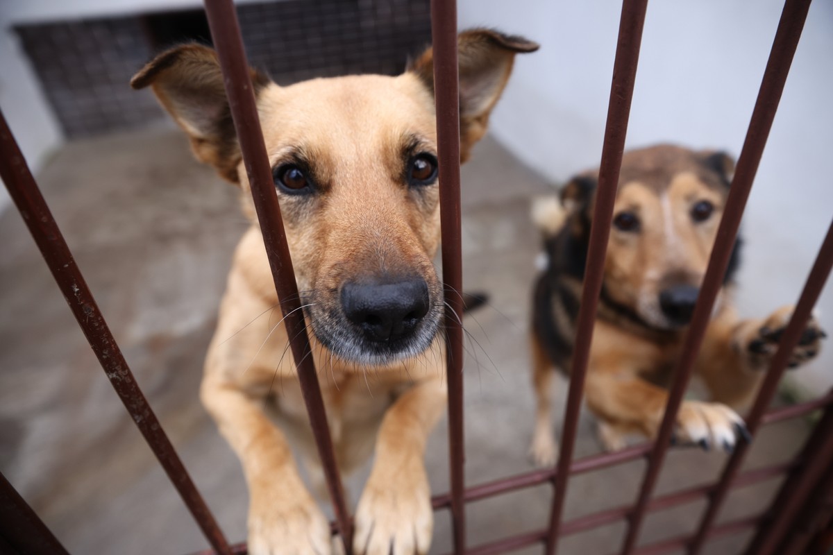 Schronisko dla zwierząt w Krakowie