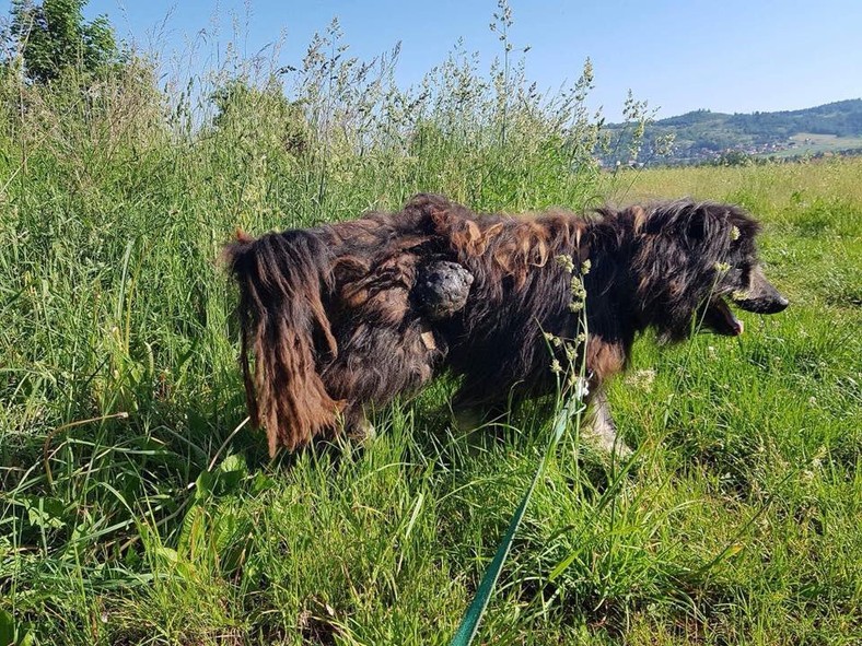 Marley (tuż po odebraniu). Jeden z psów, o kradzież którego jest oskarżony Kuźmiński