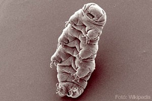 23585_tardigrade-300-d00018CB83b59087fb302