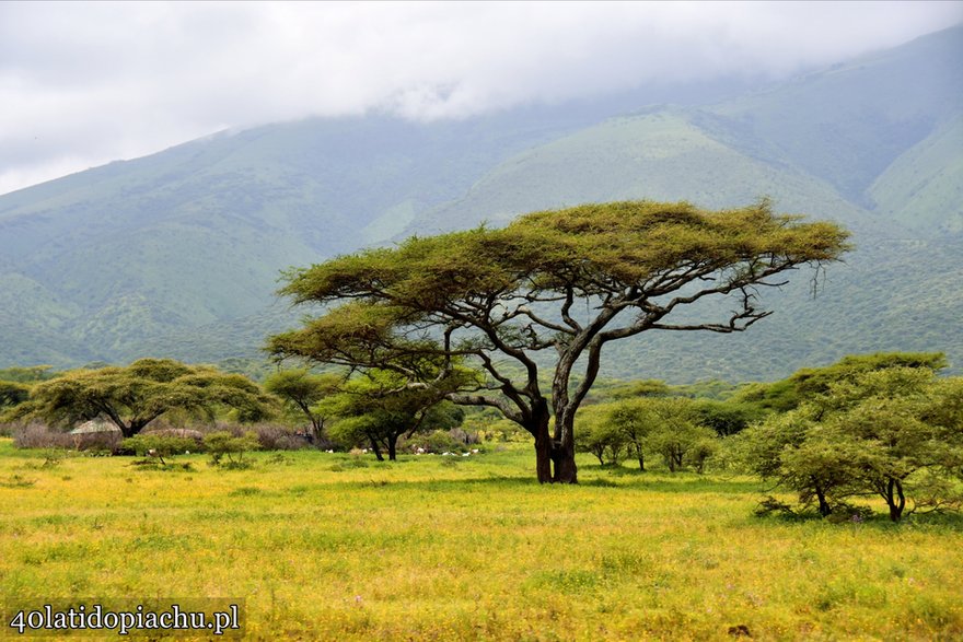 Park Narodowy Serengeti, Tanzania 2021