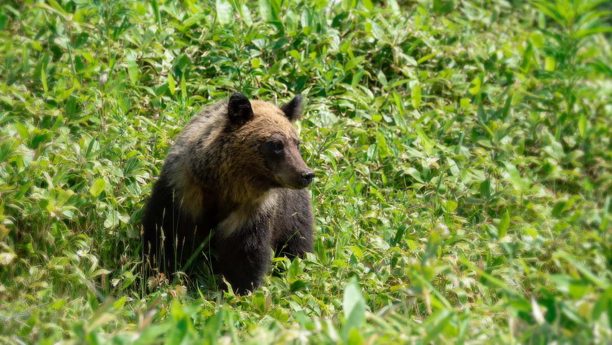 W Japonii 80 proc. niedźwiedzi zginęło z głodu