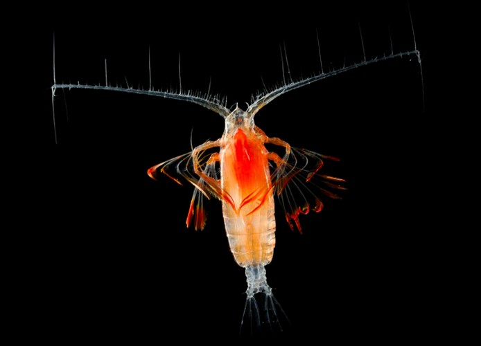 Mikroskopijny skorupiak, wyróżnienie