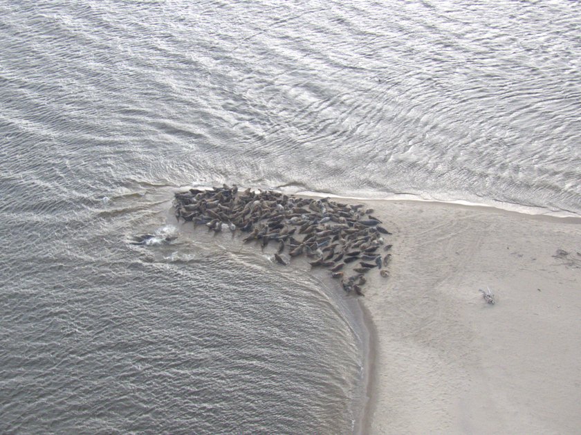 Foki na plaży