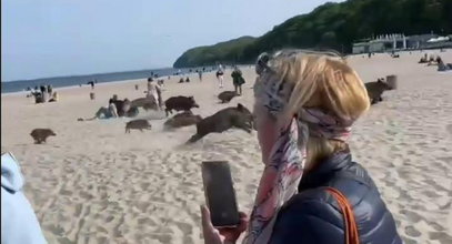 Ależ emocje na plaży w Gdyni! Stado dzików pogoniło plażowiczów [WIDEO]