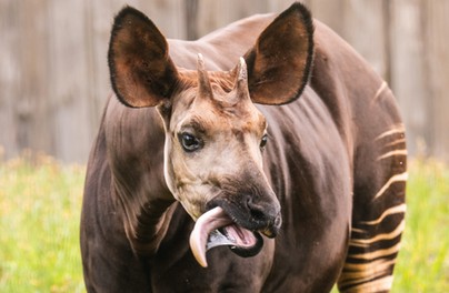Przyjechał do nas dorodny kawaler okapi! 