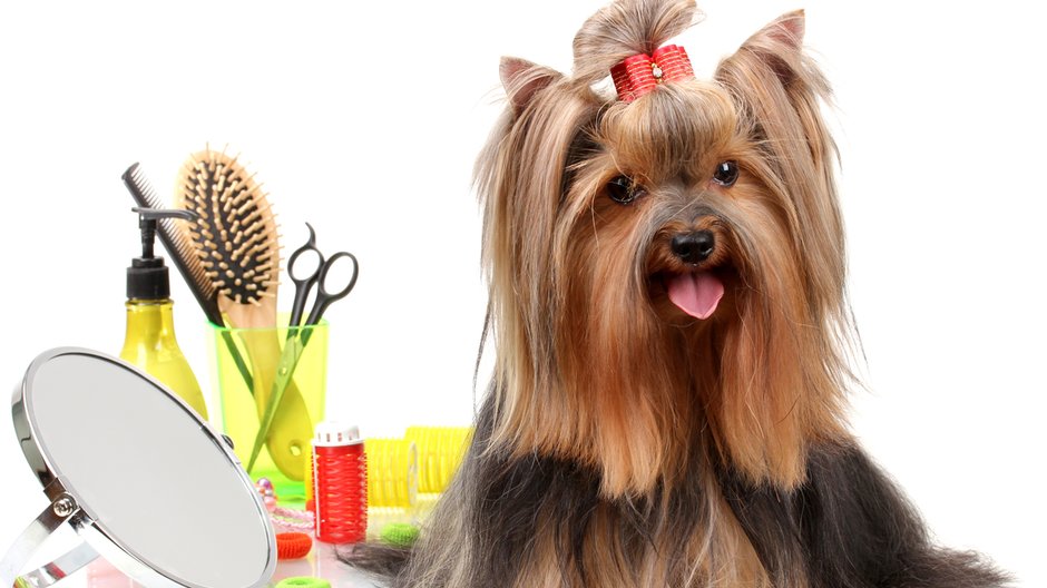 Yorkshire terrier to pies, który nie ma podszerstka - Africa Studio/stock.adobe.com