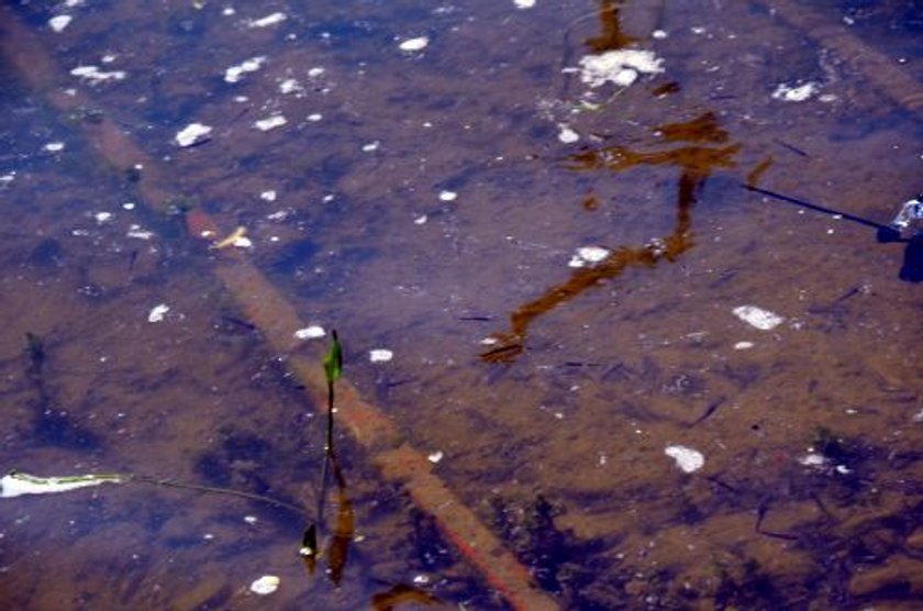 260 tys. małych szczupaków trafiło do Jeziora Goczałkowickiego