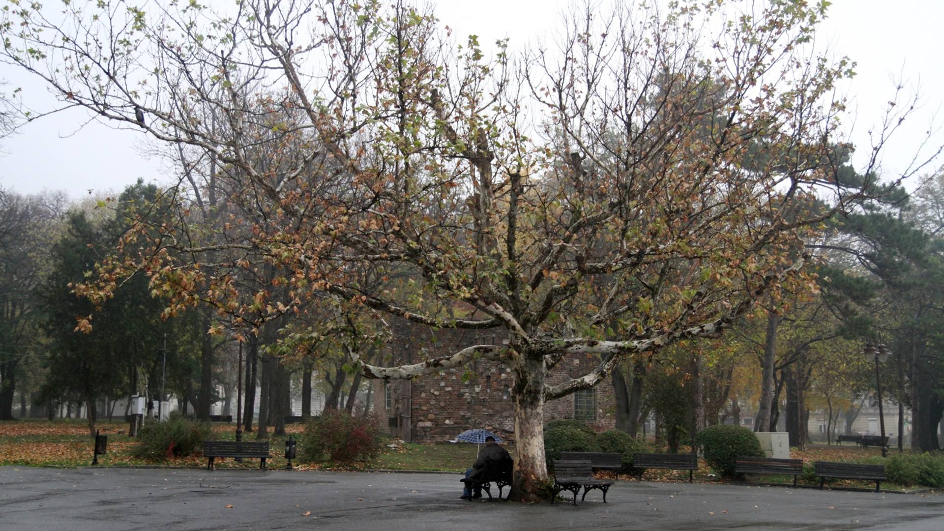 Poslednji pozdrav drvetu koje smo toliko voleli