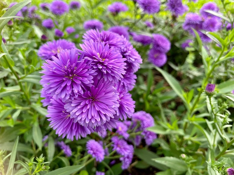 Pełne astry - kwiaty jesieni