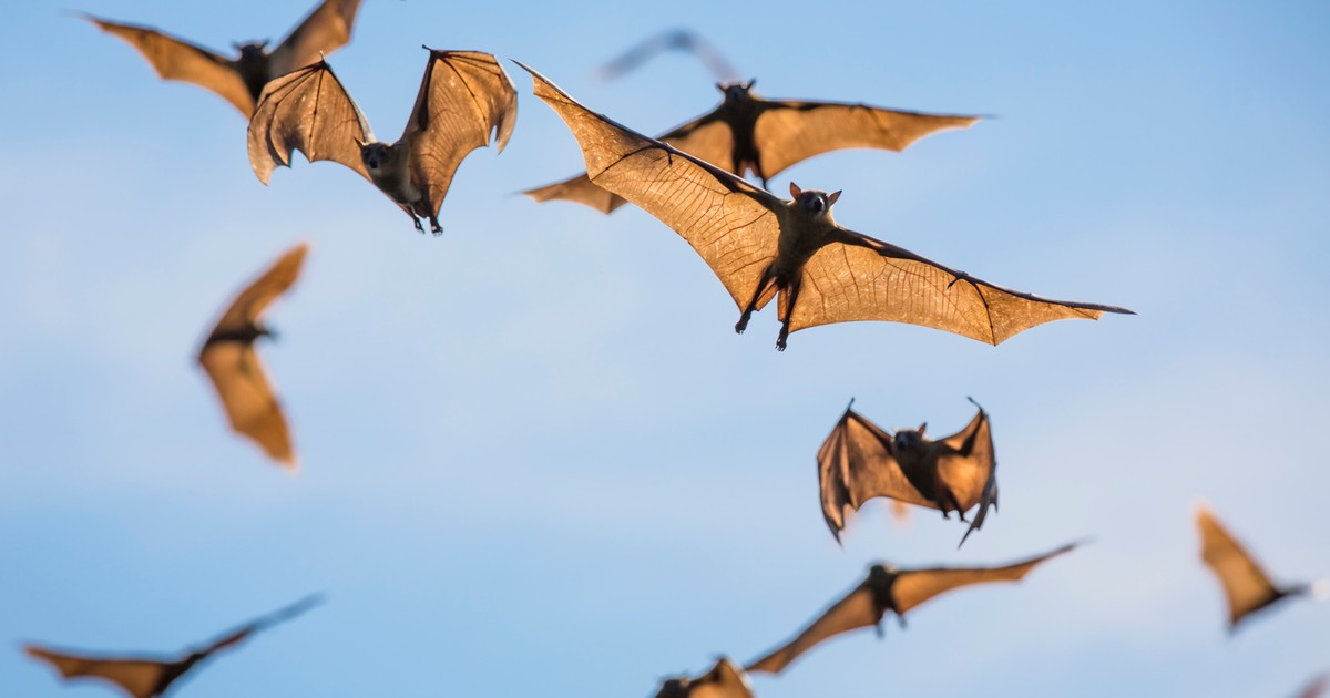 Zjawy płowe to nietoperze żyjące w Afryce