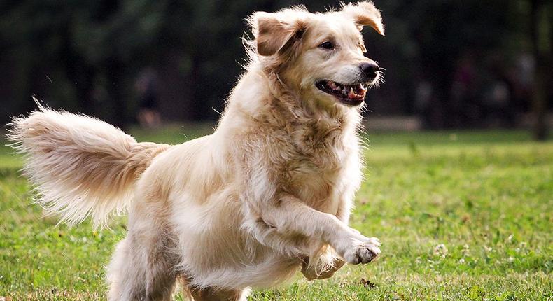 this dog ultimate swole mate