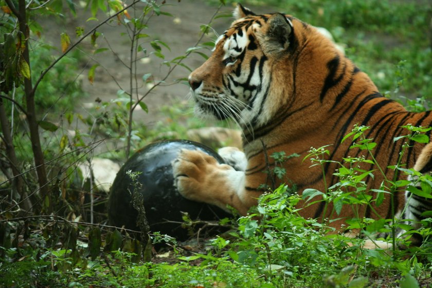 Tygrysy z zoo mają nową zabawkę