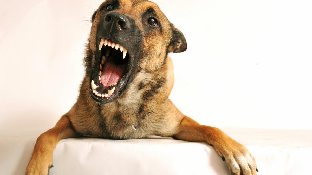Borzasztó: belenőtt a nyakörv egy kórosan lesoványodott kutya nyakába  Tiszakécskén - Blikk