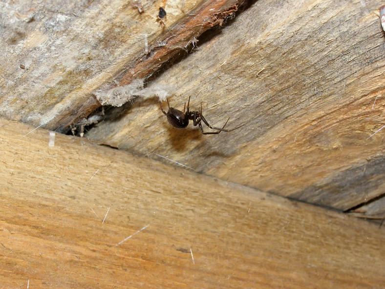 Fałszywa czarna wdowa (steatoda grossa)