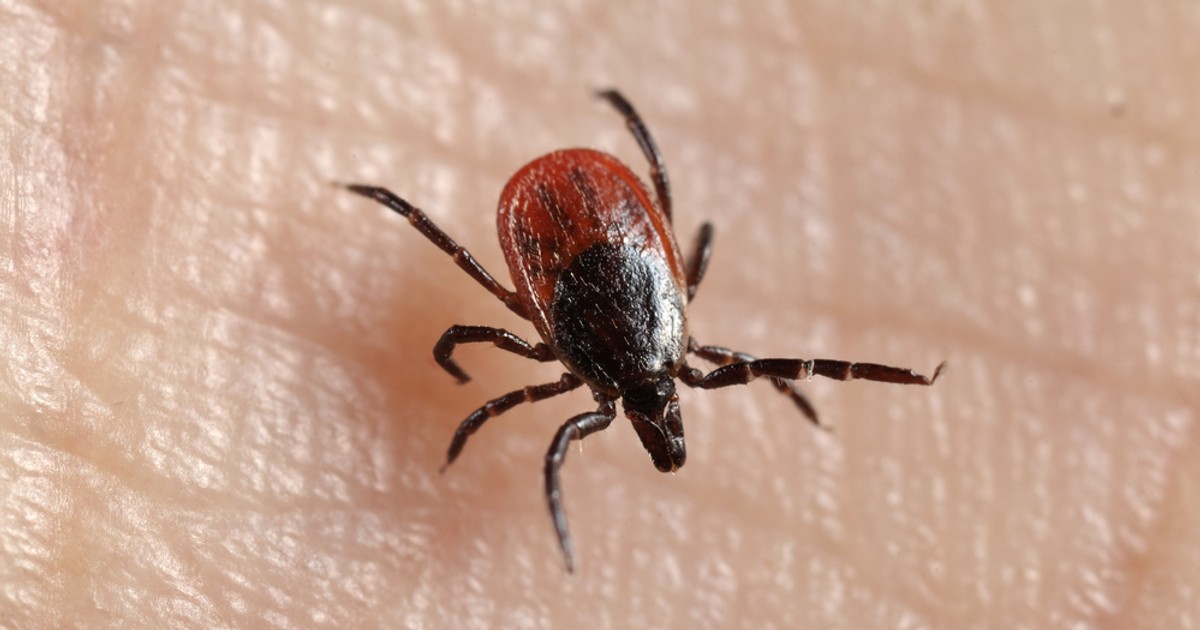 Choroba Przenoszona Przez Komary Krzyżówka Nieznana choroba przenoszona przez kleszcze - Wiadomości