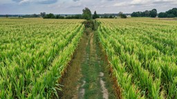 Liban nie chce zboża z Ukrainy, bo utknęło w silosach na zbyt długo