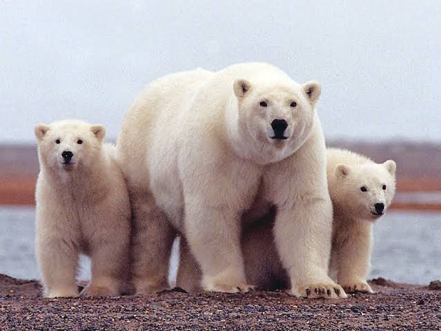 Polar bears are categorised as wild predators.[Business Insider]