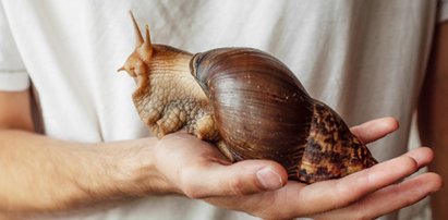 Gigantyczne ślimaki roznoszą poważną chorobę! Wprowadzono kwarantannę