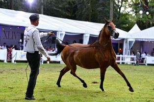 Prawie 1,6 mln euro za konie na aukcji Pride of Poland
