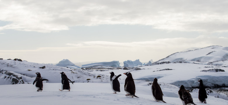 Jest praca dla "sezonowych listonoszy" na Antarktydzie. Wśród obowiązków liczenie pingwinów