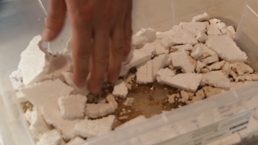 Larve velikog brašnara jedu stiropor 