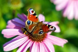 Nie możesz opędzić się od motyli? To ważna wróżba. Wkrótce coś się zmieni