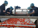 Tinubu inaugurates ₦20bn mega tomato processing plant in Kebbi