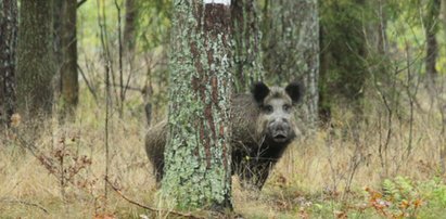 Wielkie dziki terroryzują mieszkańców osiedla