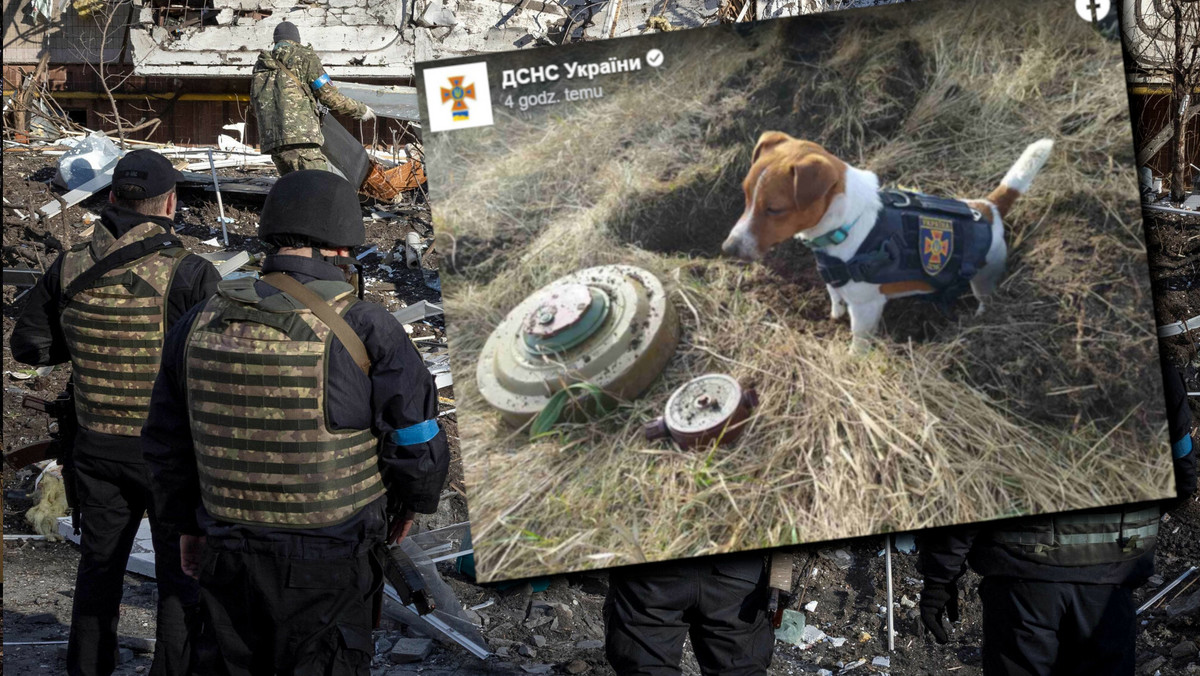 Pies Patron pomaga ukraińskim żołnierzom. Szuka min i "bardzo lubi ser"