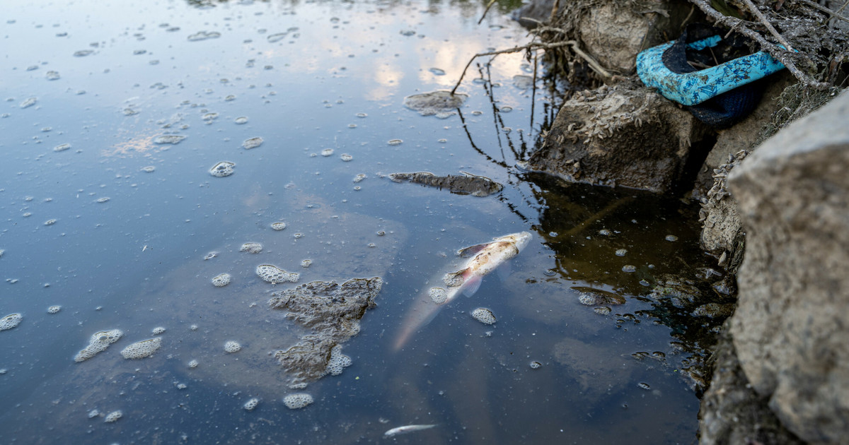 Oderverschmutzung in Polen.  Deutschland reagierte