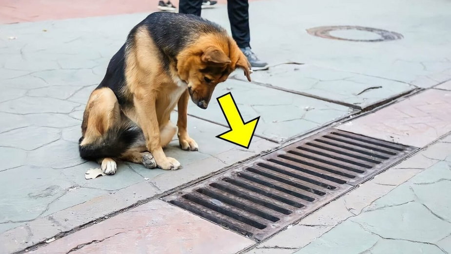 Bezdomny pies patrzy do kratki ściekowej