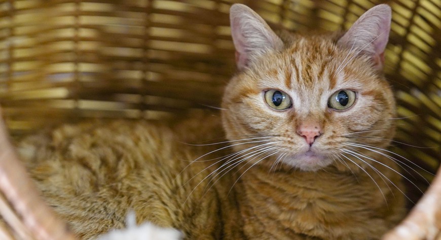 Zwierzęta można zaczipować we Wrocławiu bezpłatnie