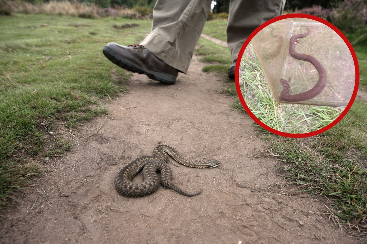 Plaga żmij zygzakowatych w Boguszowie-Gorcach. Mieszkańcy w strachu
