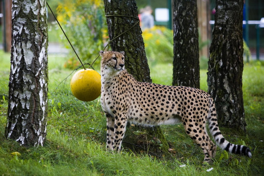 Gepardy z gdańskiego zoo