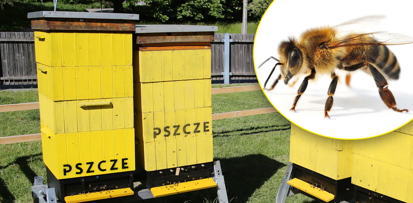 Dziś obchodzimy Światowy Dzień Pszczół. Ekspert wyjaśnia, jak możemy im pomóc