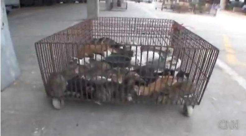 Jedan od kaveza u kojima se drže mačke pre nego što se prodaju restoranima