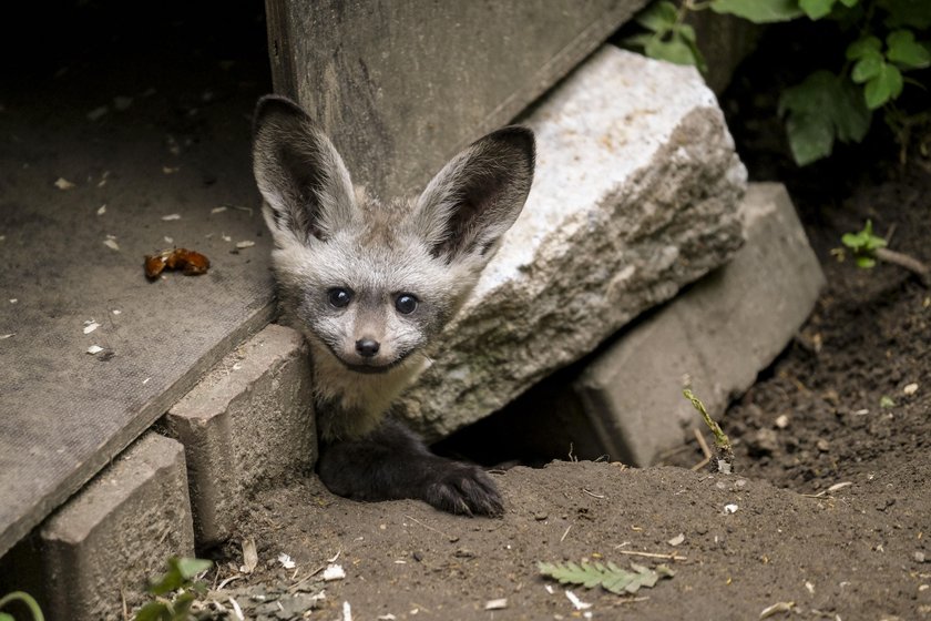 W zoo urodziły się otocjony