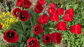 Kiedy sadzić tulipany do gruntu? Jak głęboko sadzić tulipany?