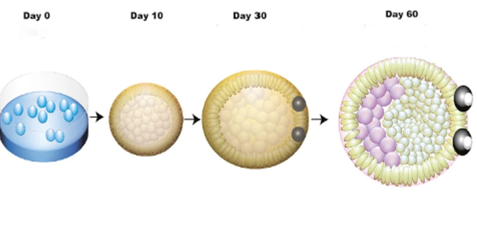 Razvoj rudimentarnih očiju na laboratorijski uzgojenim mini mozgovima