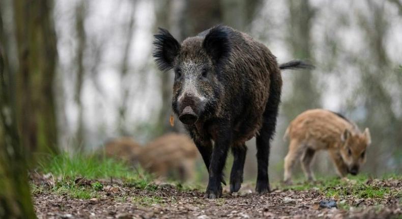 British ambassador Leigh Turner was chased by a wild boar in Austria