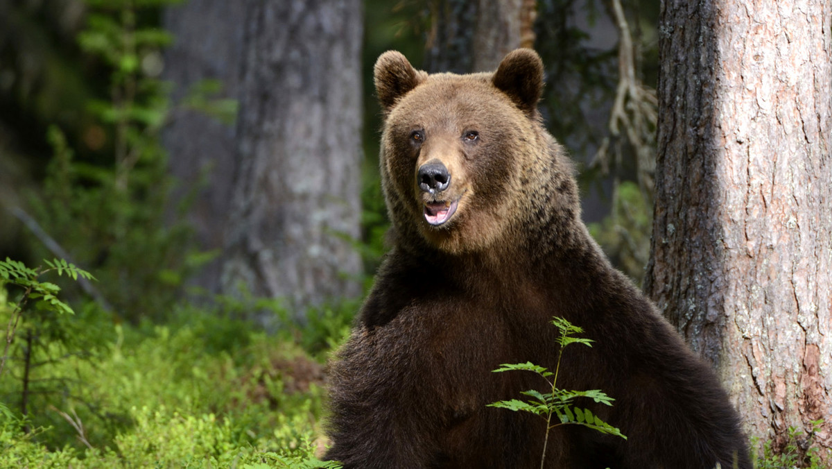 W Kościelisku koło Zakopanego na osiedlu Chotarz pojawiła się niedźwiedzica z młodymi. Władze gminy apelują do mieszkańców i turystów o zachowanie szczególnej ostrożności.