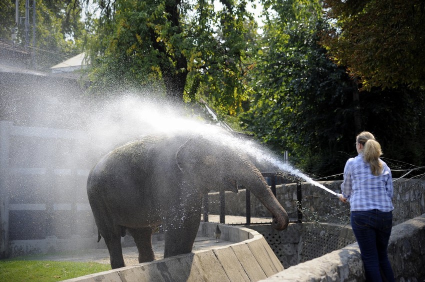 Slonica Tvigi uživa u rashlađivanju 
