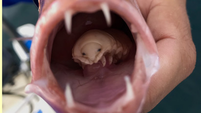 Íme, a horrorisztikus élőlény, ami megeszi a nyelvet és a helyére lép – fotók