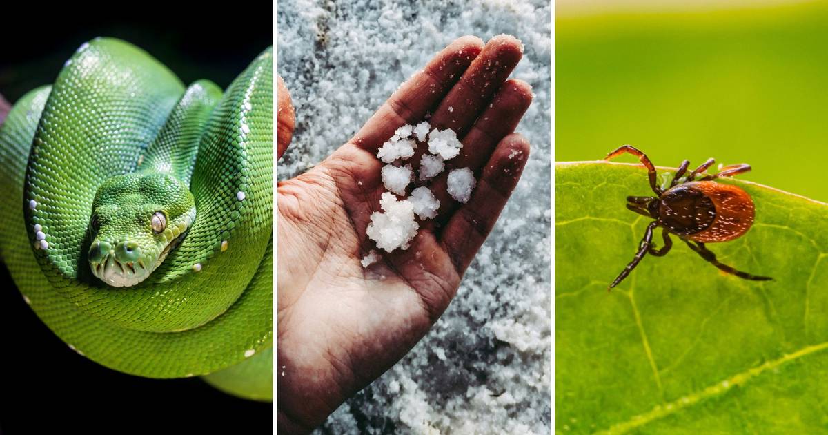 Tego nie uczyli w szkole! 15 pytań o ciekawostki. Prawda czy fałsz?