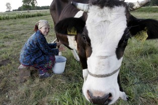 Rumuńscy hodowcy przeciw importowi mleka