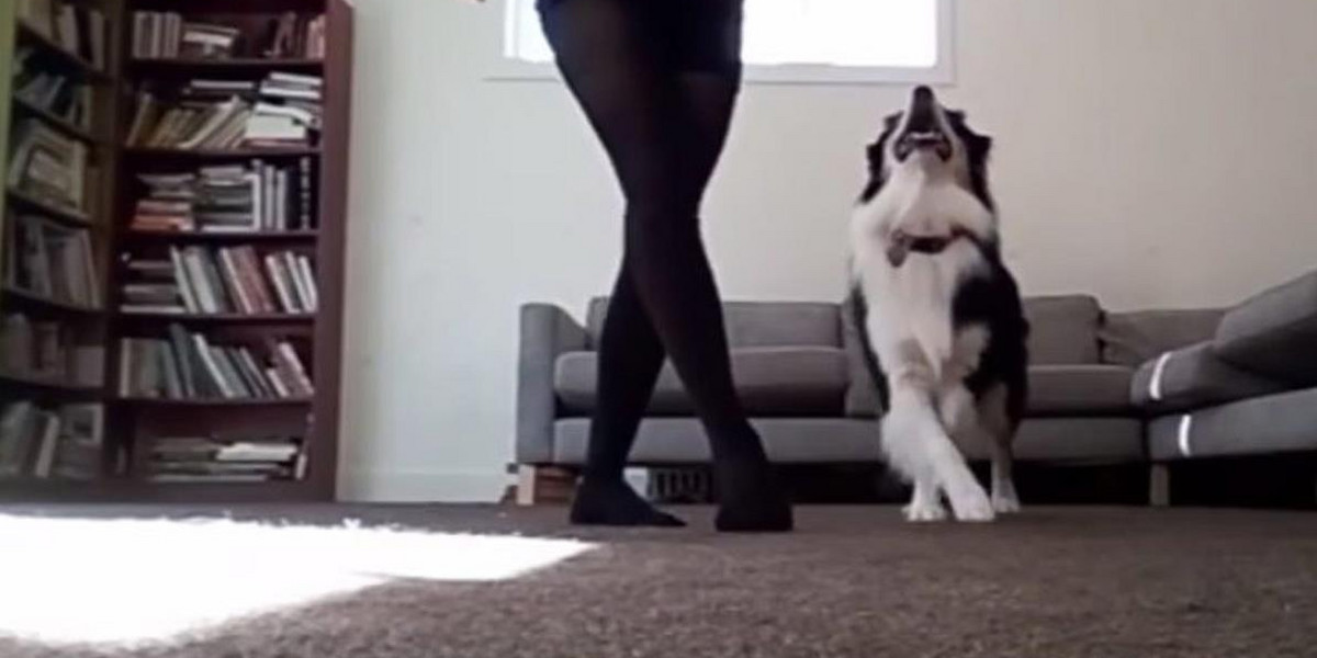 Ten pies nauczył się irlandzkiego tańca! Nic lepszego dzisiaj nie zobaczysz