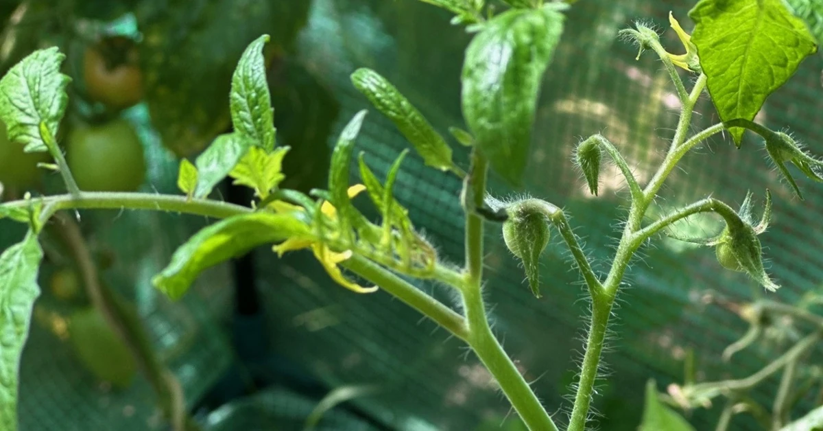 W sierpniu ogławiamy pomidory, papryki i dynie. Co to znaczy?