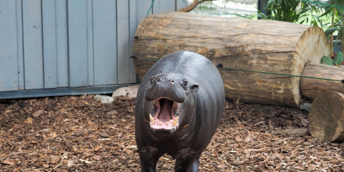 HipcIa Jamina nowa mieszkanka łódzkiego zoo 