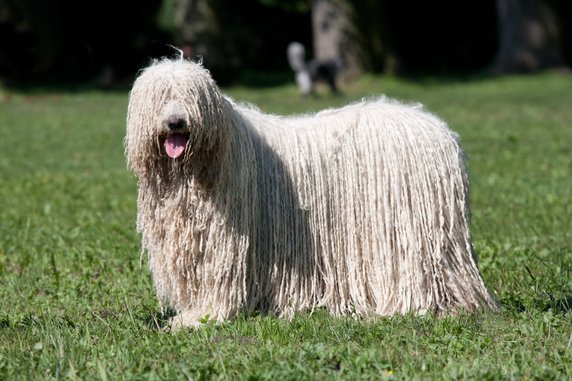 Komondor - Adobe Stock - lenkadan